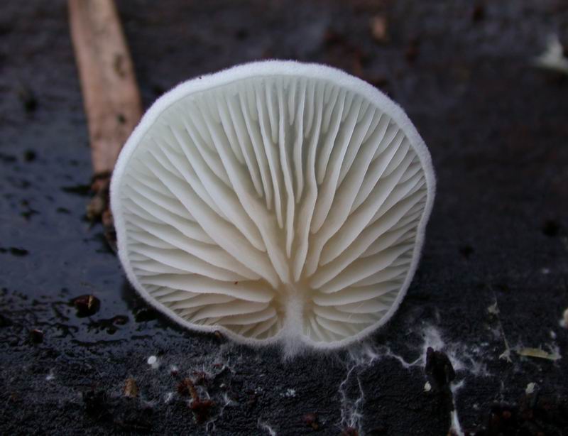 Escursione in cipresseta